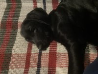 3 aylık yavru labrador siyah
