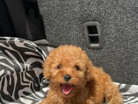 EV ÜRETİMİ KG GARANTİLİ TOY POODLE YAVRULARIMIZ