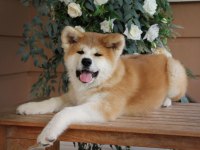 RUHSATLİ ÇİFLİKTEN JAPON AKİTA INU YAVRULARİ