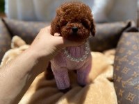 Sevgi Tadında Kore Toy Poodle Bebekler