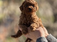 Aşılı Çiş Eğitimli Teacup Toy Poodle