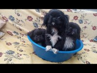 Zeytin Gözlü Pekinez Yavrular