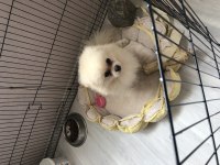 2 yaşında sağlıklı erkek pomeranian
