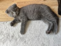 Son iki gri ve cinnamon renklerde scottish fold yavrularımız