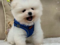 Irk garantili pomeranian bebekler