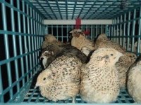 Yumurtaya yeni başlayacak 45 günlük bıldırcınlar
