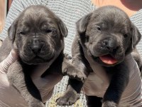 Cane corsa alan koruma köpeği yavruları 