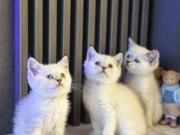 Ayı Surat Safkan British Shorhair Yavrular