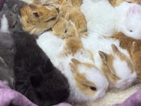 CÜCE NETHERLAND DWARF YAVRU TAVŞANLAR