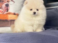 POMERANİAN BOO YAVRULARI ISTANBUL 