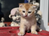Ankarada ziyarete açık golden scottish fold yavrumuz