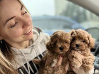 A kalite maltipoo yavrular hazır yeni yuvaya