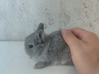 CÜCE TAVŞAN YAVRULARI SON 4 YAVRU