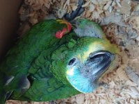 Bebek Blue Front Mavi Alın Amazon Papağanı