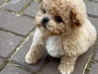 Teacup maltipoo özel yavrular