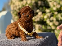 Kore kan poodle yavrularım