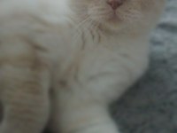 Çok şehir dışında olduğum için british shorthair