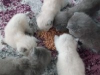 Safkan kaliteli blue ve bluepoint british shorthair yavrular