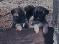 Sivasın has kangalları uygun
