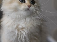 British Longhair Bebeğim Yeni Yuvasını Bekliyor