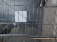 Jako papağanı takımlar