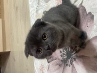 3 Aylık Scottish Fold Yavrularımız Sahiplendirilecektir