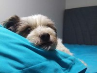 Ücretsiz 5 yaşında dişi terrier