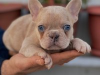 Üst Kalite French Bulldog Yavrularım Teslime Hazır