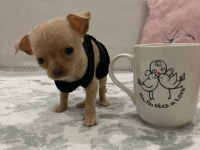 Teacup minyatür erkek chihuahua (şivava) bebek