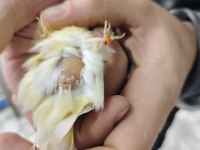 Orijinal malinua kanarya takım
