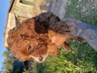 Cavapoo bebekler