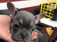 French bulldog