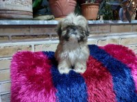 Sıfır Boy biblo shih tzu yavrularım