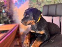 A kalite rottweiler yavrular