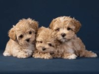 Irk Ve Sağlık Garantili Maltipoo Bebekler