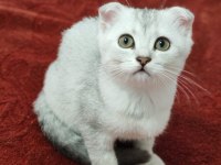 3 Aylık Silver Scottish Fold Dişi Yavru