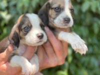 BEAGLE YAVRULARI ÜCRETSİZ DEĞİLDİR