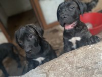 SCR KIF Belgeli Cane Corso