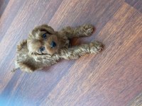 2 Aylık Sevimli Teacup Poodle Yavru