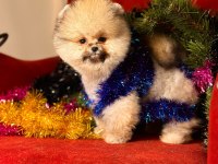 Pomeranian Boo Teddy Surat Yavrularımız