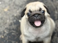 PUG MOPS YAVRU KÖPEKLER