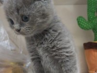 8 şubat doğumlu sağlıklı british shorthair paşalar