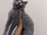 SCOTTİSH STRAİGHT ERKEK KEDİMİZ