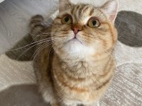 British shorthair golden point
