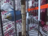 Güzel damızlık takım bakıcı muhabbet kuşu