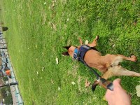 Belçika malinois köpeği
