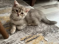 British shorthair