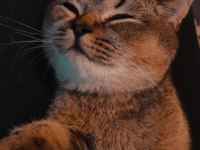 British shorthair ny serisi kedimize dişi eş arıyoruz
