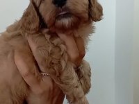 MALTİPOO RED YAVRULAR