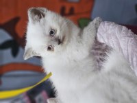 Pofidik 2 aylık dişi ve erkek bebek kediler